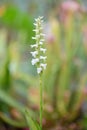 Nodding ladyâs tresses Spiranthes bightensis Chadds Ford, white flowers